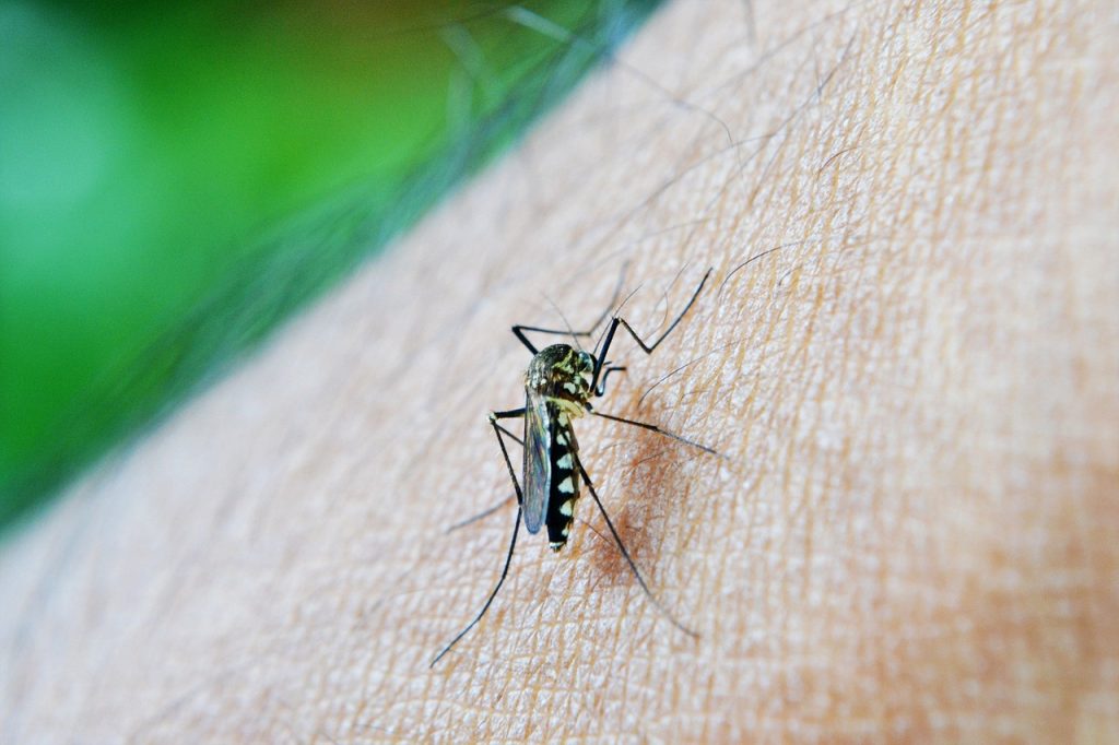 secretário municipal de saúde de BH, alerta que BH enfrentará pico da epidemia de dengue ocorra entre o fim de fevereiro e início de março - mosquito dengue 213805 1280