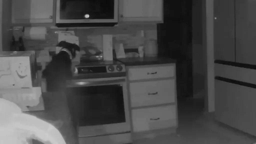 Vídeo: Cachorro liga fogão e provoca incêndio nos EUA