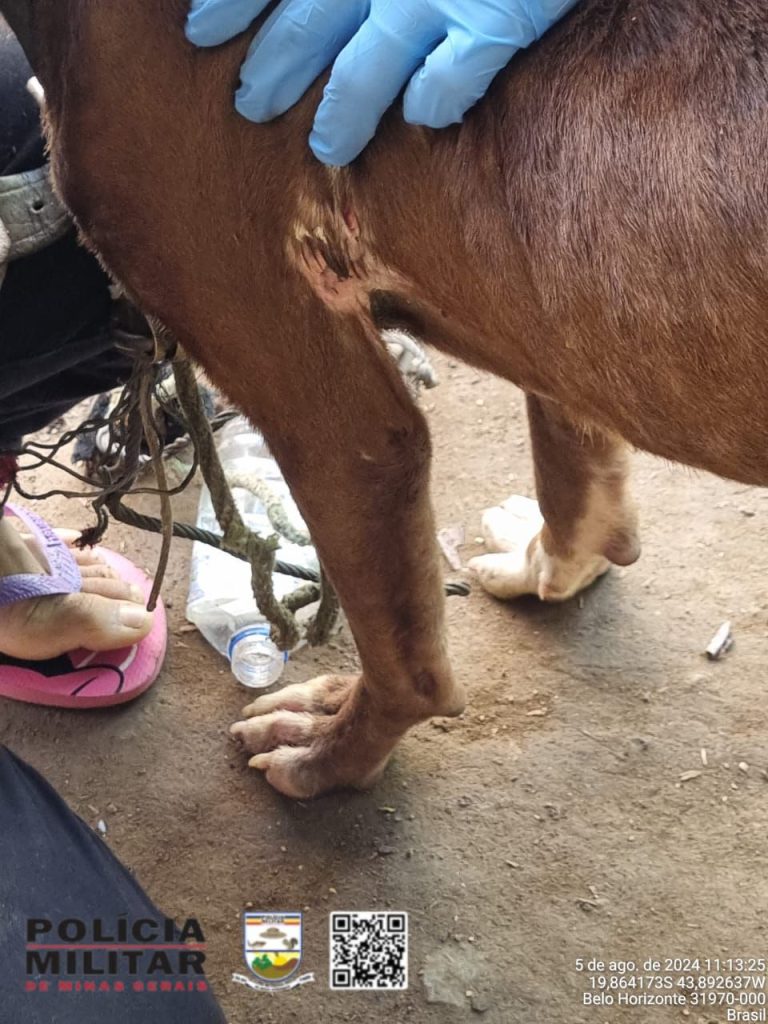 Polícia Militar resgata cão em situação de maus-tratos em BH - WhatsApp Image 2024 08 05 at 11.25.22