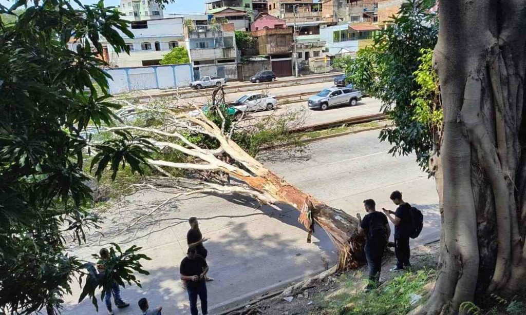 Árvore de grande parte cai e atinge carros na Via Expressa de BH