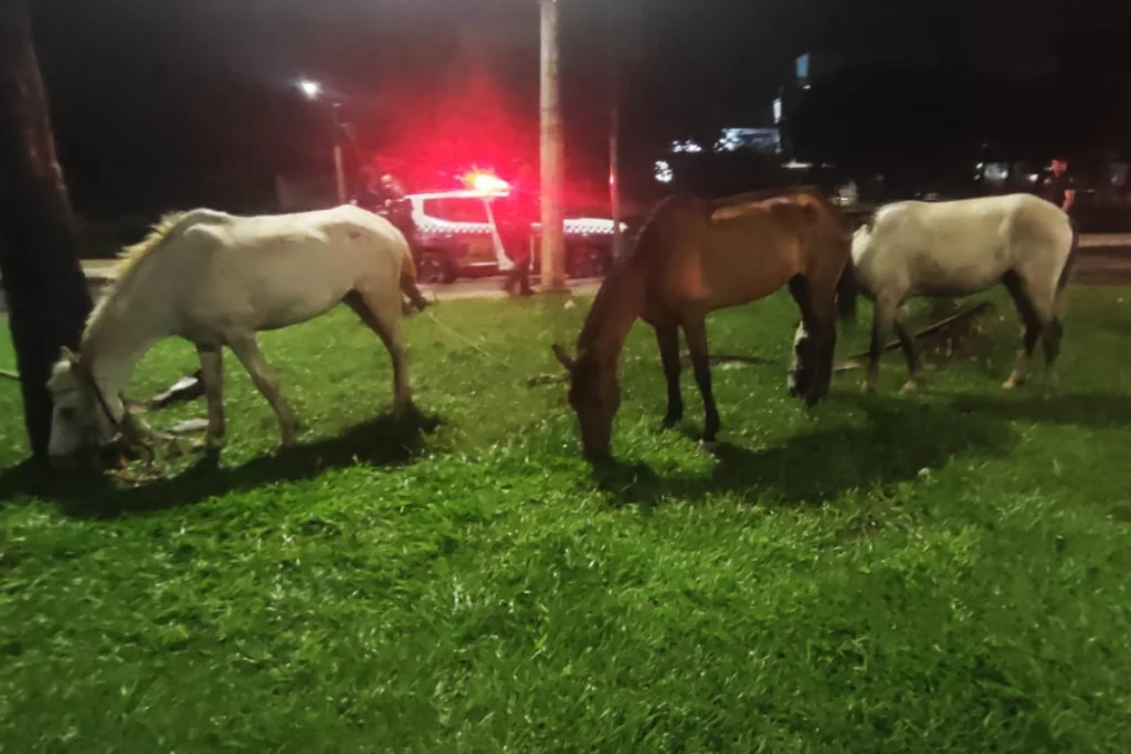 Homem é preso após furtar três cavalos na Grande BH