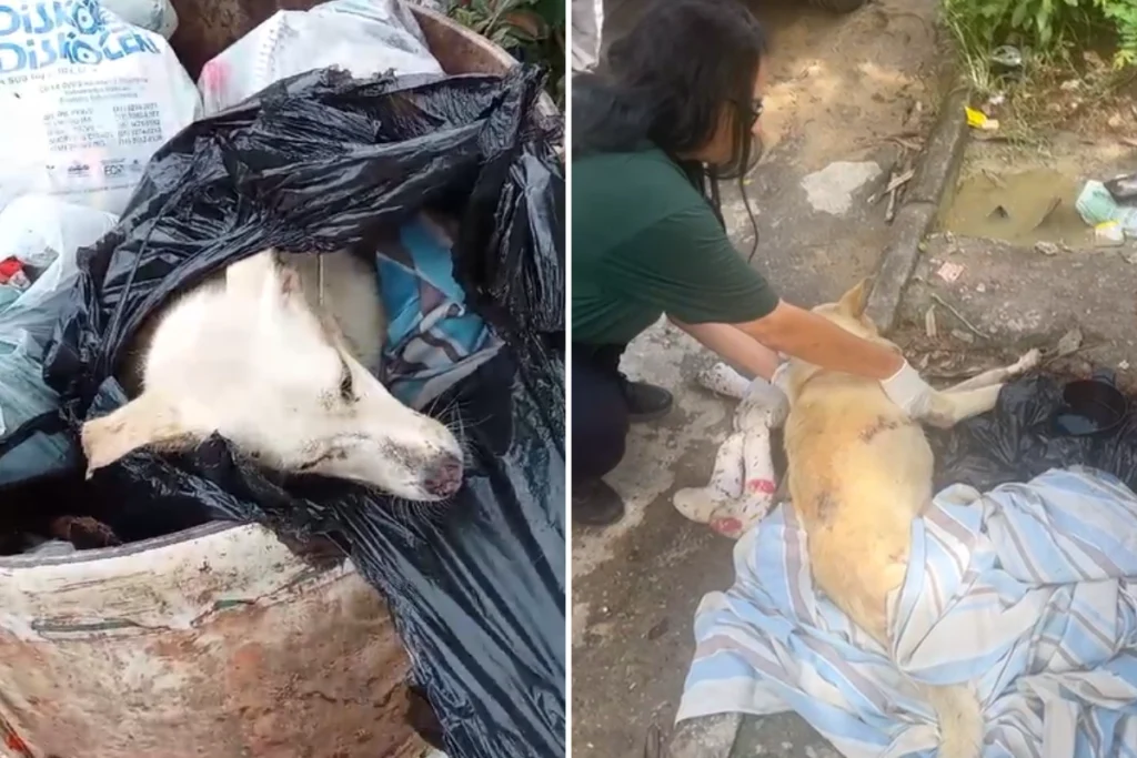 Cachorro é resgatado após ser jogado em lata de lixo na Grande BH