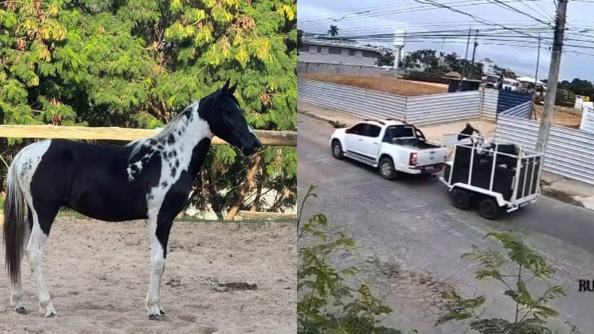 Vídeo: Potro de R$ 40 mil é furtado na Pampulha, em BH 2 Potro de R$ 40 mil é furtado na Pampulha, em BH