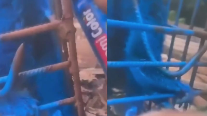 Homem grava vídeo pintando macaco de azul e é detido 2 Homem filma macaco sendo pintado de azul em Minas e é detido