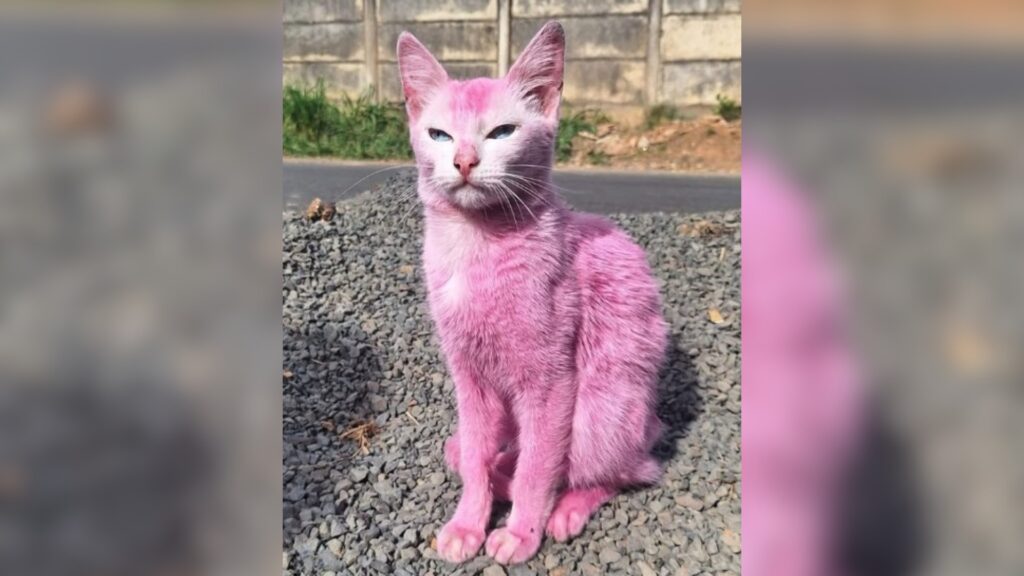 Gata é pintada de rosa e resgatada em Minas; tutora é detida 2 Gata é pintada de rosa e resgatada em Minas; tutora é detida