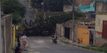 Queda de árvore interdita rua no bairro União, em BH, e deixa moradores sem energia