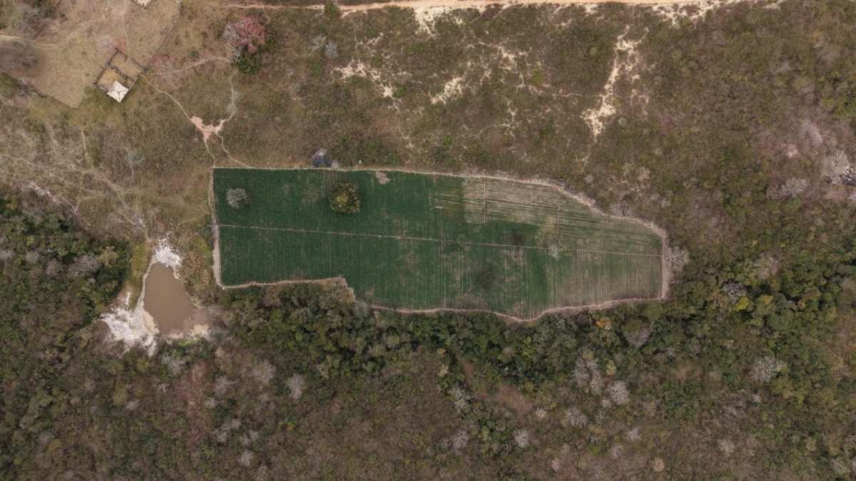 Polícia encontra plantação de 40 mil pés de maconha no Vale do Jequitinhonha